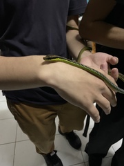 Dendrelaphis formosus