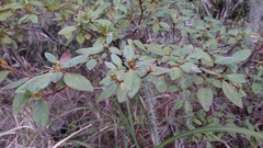 Rhododendron rubropilosum