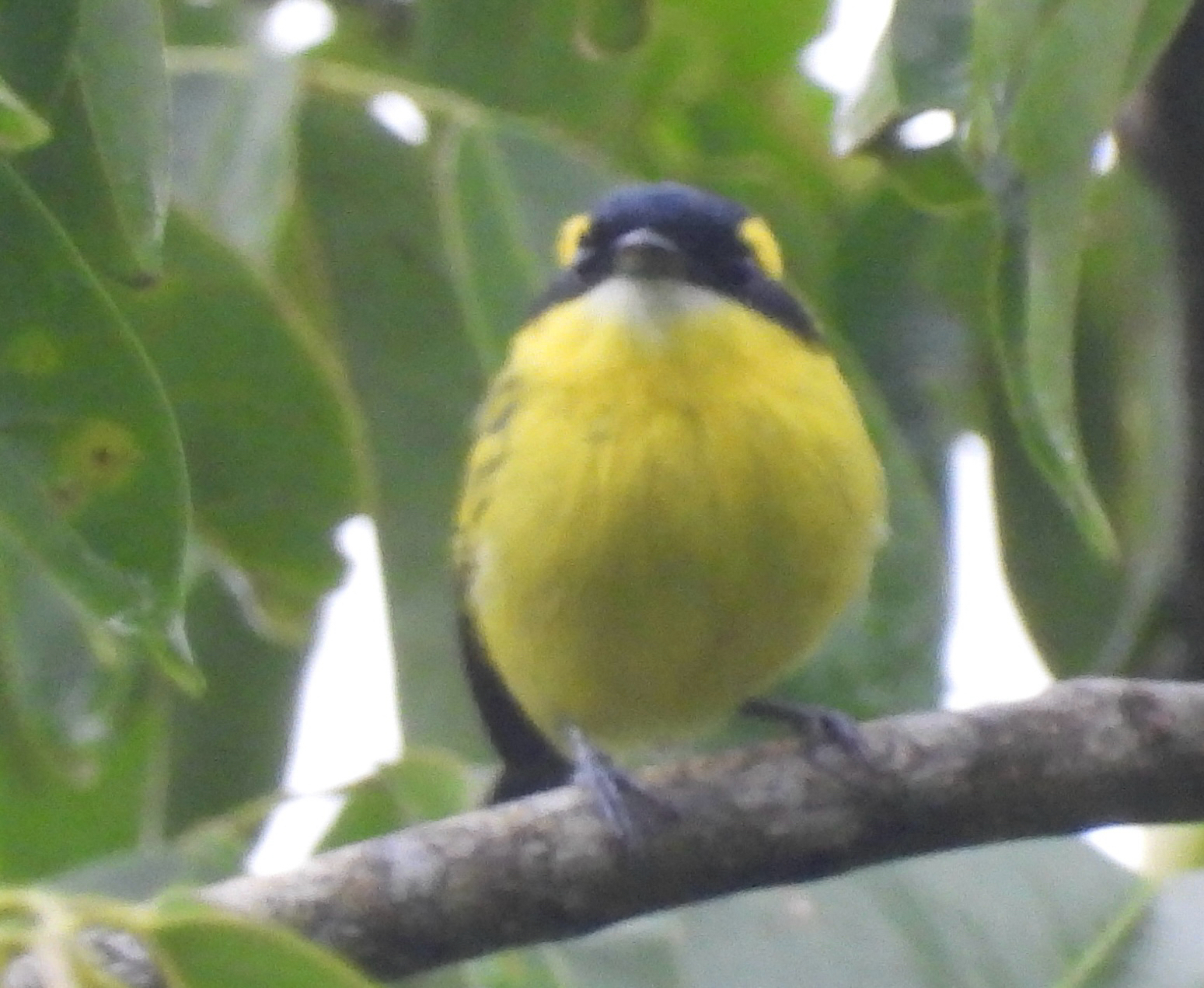 Yellow-browed Tody-Flycatcher (Todirostrum chrysocrotaphum), photo 2