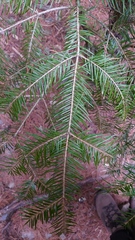 Picea morrisonicola