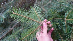 Picea morrisonicola