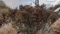 Rhododendron rubropilosum