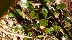 Shortia rotundifolia