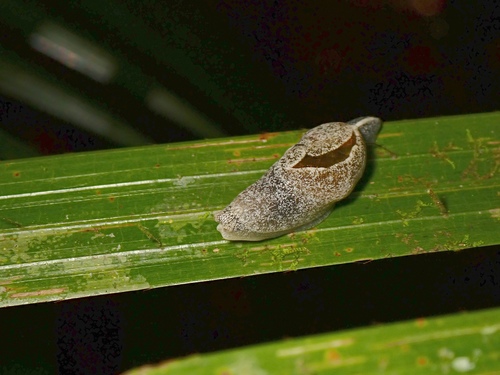 Ratnadvipia karui
