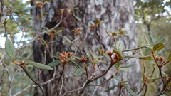 Rhododendron rubropilosum