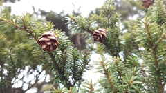 Tsuga chinensis