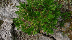 Brachyglottis buchananii