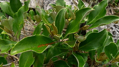 Brachyglottis buchananii