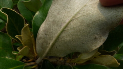 Brachyglottis buchananii