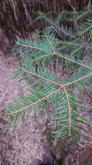 Picea morrisonicola