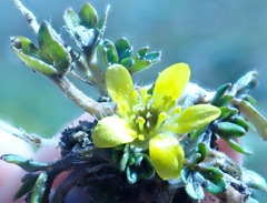 Ranunculus maculatus