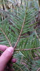 Picea morrisonicola
