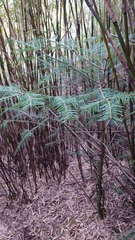 Picea morrisonicola