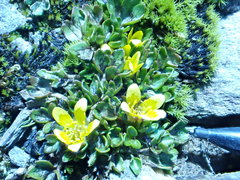 Ranunculus maculatus