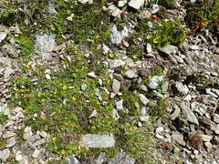 Ranunculus maculatus