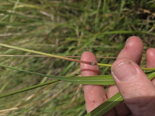 Sorghum nitidum observed 2026-03-19