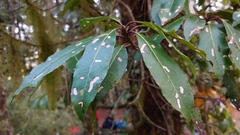 Hydrangea integrifolia