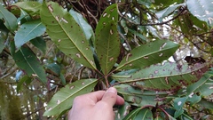 Hydrangea integrifolia