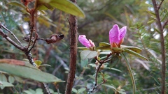 Rhododendron rubropilosum