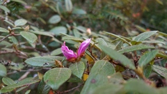 Rhododendron rubropilosum