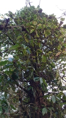 Hydrangea integrifolia