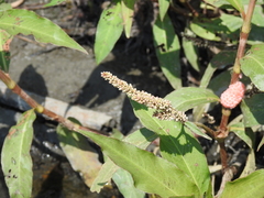 Persicaria barbata