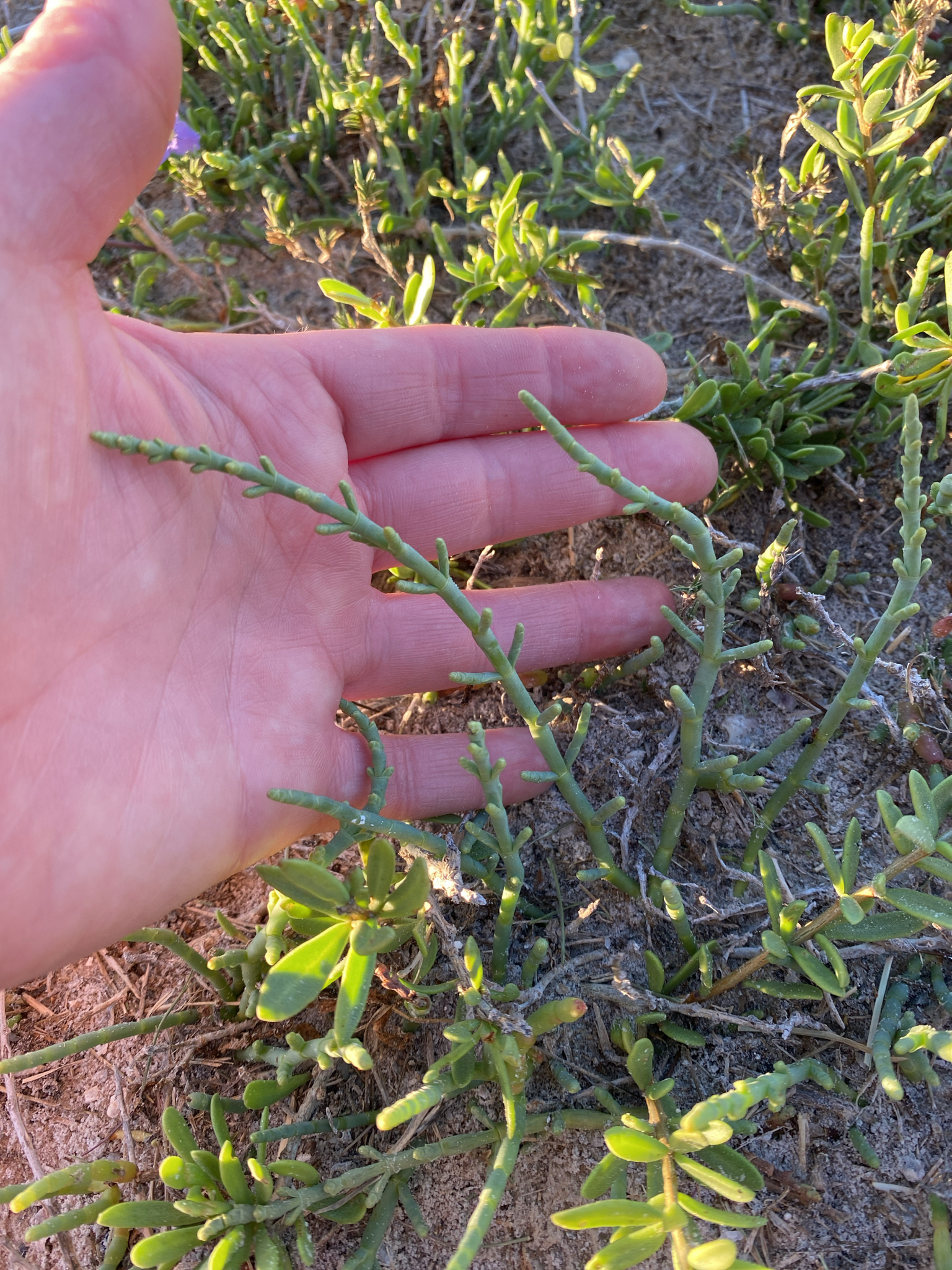 Dwarf Glasswort (Salicornia bigelovii)