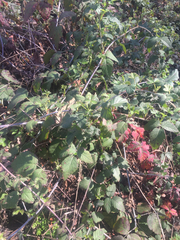 Rubus ursinus macropetalus
