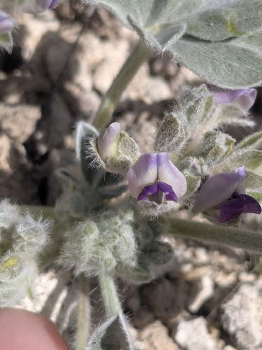 Verde Formation breadroot (Pediomelum verdiense)