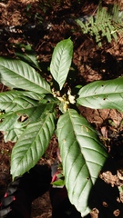 Lithocarpus kawakamii