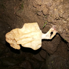 Morchella esculenta