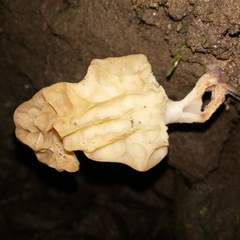 Morchella esculenta