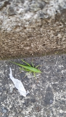 Euconocephalus varius