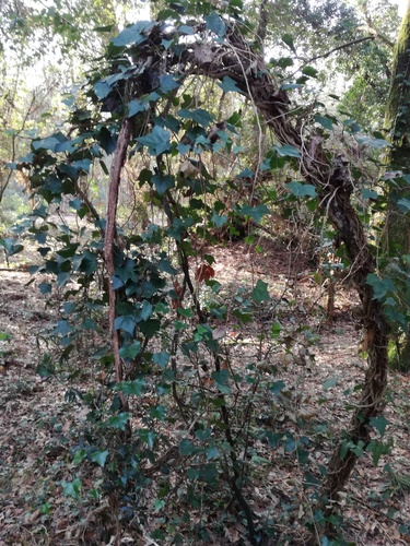 Common ivy