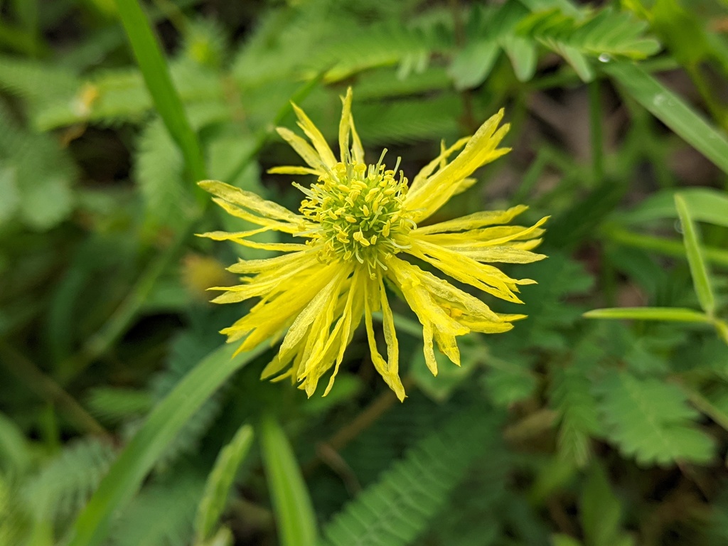 Sensitive Plant