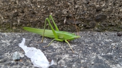 Euconocephalus varius