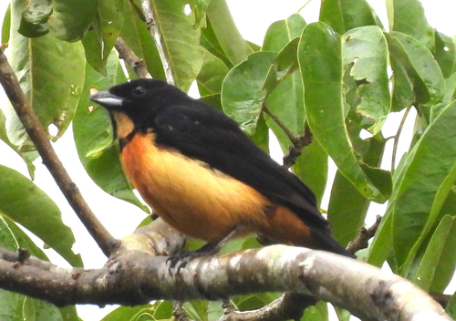 Yellow-crested Tanager (Loriotus rufiventer), photo 8