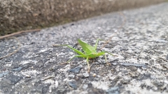 Euconocephalus varius