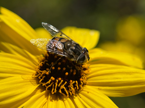 Unknown species found near Mar Scenic Trail, San Diego, CA, US