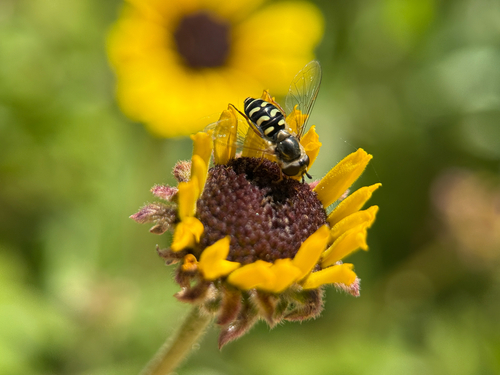 Unknown species found near Mar Scenic Trail, San Diego, CA, US