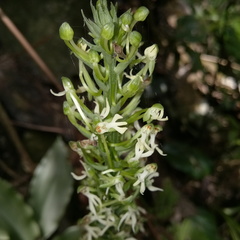Habenaria koordersii