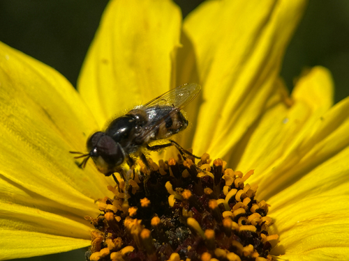 Unknown species found near Mar Scenic Trail, San Diego, CA, US