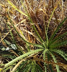 Eryngium longifolium