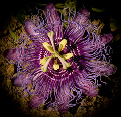 Passiflora