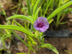 Ipomoea polymorpha