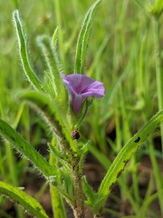 Ipomoea polymorpha