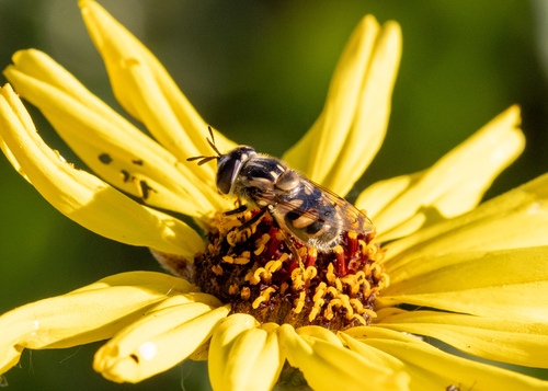 Unknown species found near Santa Rosa Valley, CA, USA