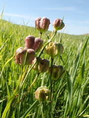 Fritillaria striata