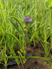 Ipomoea polymorpha
