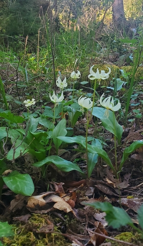 Erythronium californicum, photograph 1